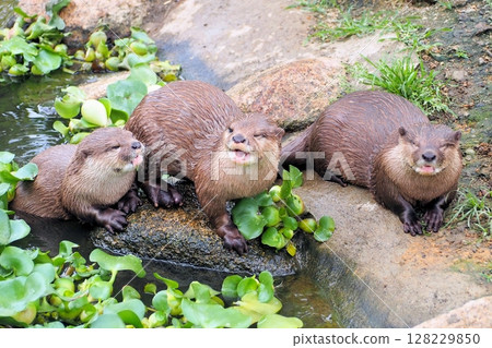 Kotsumekawauso 128229850