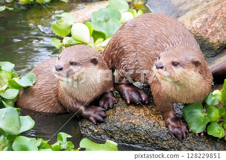 Kotsumekawauso Kotsumekawauso 128229851