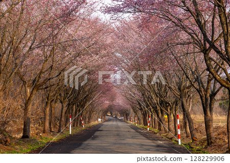 青森縣弘前市百澤裾野，面向大山櫻項鍊路的岩木山公園下的櫻花樹隧道 128229906
