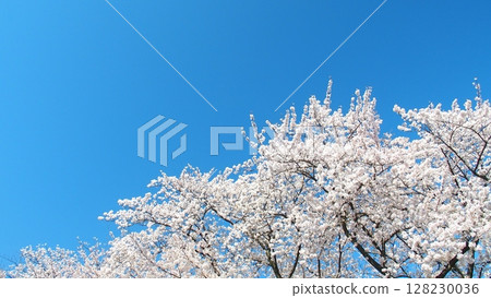 Cherry blossoms in full bloom and blue sky Cherry blossoms in full bloom and blue sky 128230036