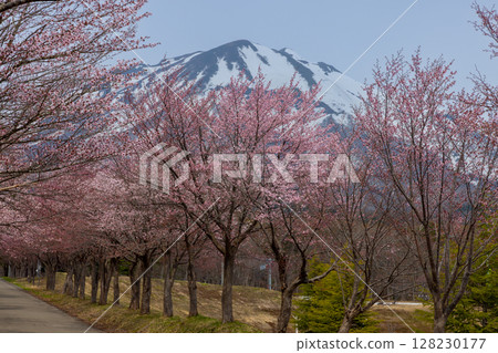 Hyakuzawa skirt, Hirosaki City, Aomori Prefecture Oyamazakura Necklace A row of cherry blossom trees and snow-capped Mt. Iwaki in Iwakisan Comprehensive Park facing the road 128230177