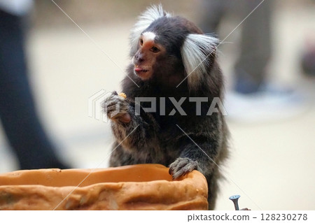 Common marmoset 128230278