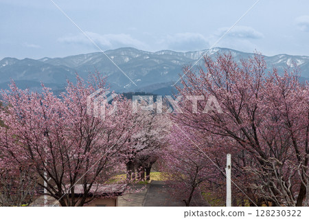 View of the cherry blossom trees and mountains at Iwakisan General Park facing Oyamazakura Necklace Road, Hyakuzawa-susono, Hirosaki City, Aomori Prefecture 128230322