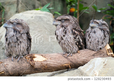 Australia Gamaguchi Yotaka 128230493