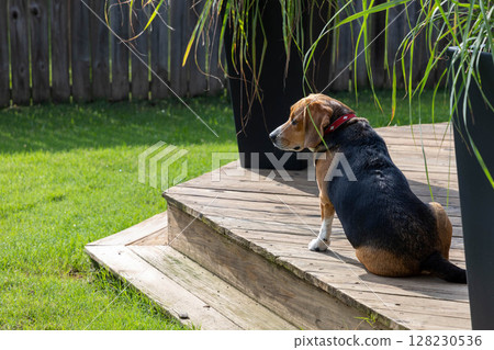 Beagle sitting in the garden 128230536