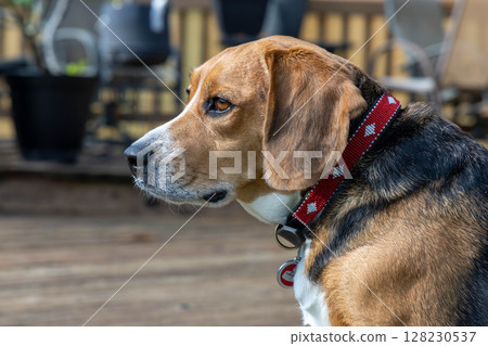 比格犬看著它的主人 128230537