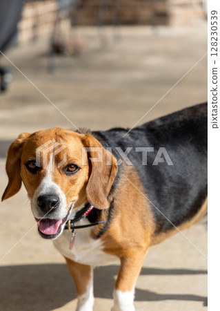 小獵犬狗walking 小獵犬狗walking 128230539
