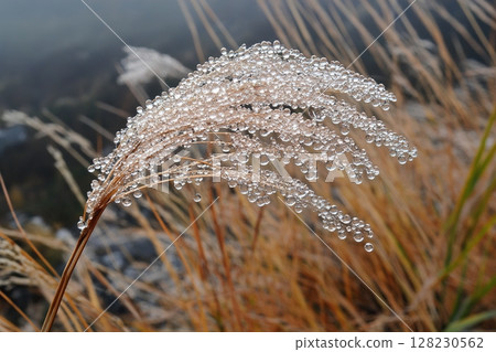 Closeup of dewy grass with morning droplets in nature 128230562