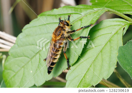A fly resting on a leaf A fly resting on a leaf 128230619