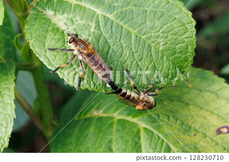 交配Shioyabe 交配Shioyabe 128230710