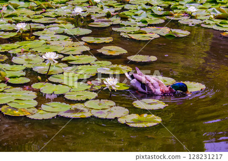 [Kyoto Scenery] Kanshuji Temple - Water lilies blooming on the water are water fairies 128231217