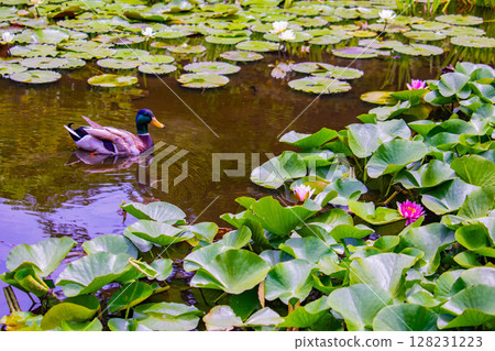 [Kyoto Scenery] Kanshuji Temple - Water lilies blooming on the water are water fairies 128231223