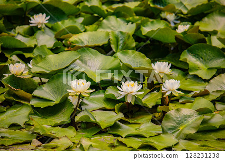 【京都風景】觀宗寺－水面上盛開的睡蓮是水仙子 128231238