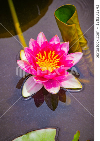 [Kyoto Scenery] Kanshuji Temple - Water lilies blooming on the water are water fairies 128231243