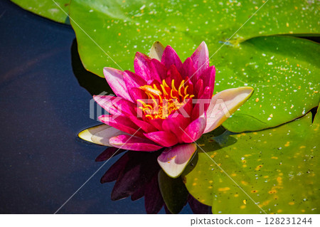 [Kyoto Scenery] Kanshuji Temple - Water lilies blooming on the water are water fairies 128231244
