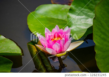 [Kyoto Scenery] Kanshuji Temple - Water lilies blooming on the water are water fairies 128231245