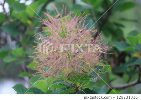 Close-up view of smoke tree flowers Close-up view of smoke tree flowers 128231316