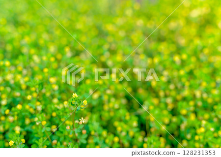 黃色花田的背景材料 花田 背景 三葉草 日色 黃色花田的背景材料 花田 背景 三葉草 日色 128231353