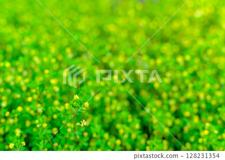 Background material of a field of yellow flowers Flower field Background Clover Morning color 128231354