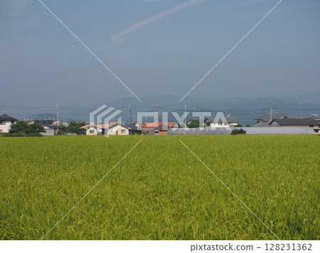 Summer harvest! (Blue sky, Shikoku mountain range, and morning rural scenery of the Konaga Plain) Summer harvest! (Blue sky, Shikoku mountain range, and morning rural scenery of the Konaga Plain) 128231362