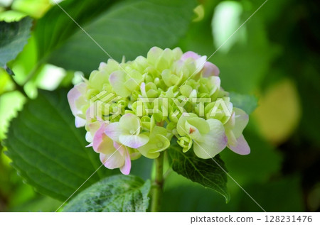 Hydrangea Hydrangea 128231476