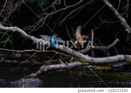 兩隻翠鳥風景河邊 128231505