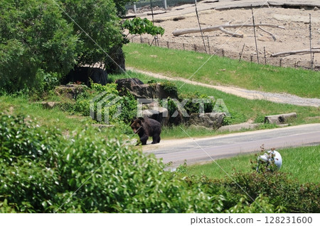 棕熊行走的風景 棕熊行走的風景 128231600