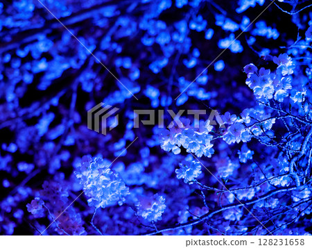 Illuminated cherry blossoms close-up Illuminated cherry blossoms close-up 128231658