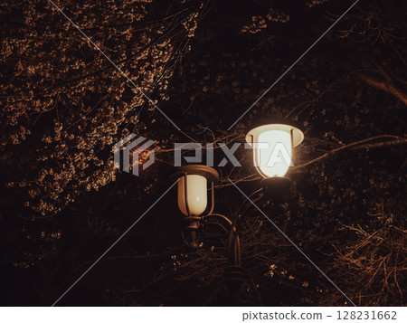 Retro street lamp and cherry blossoms 128231662