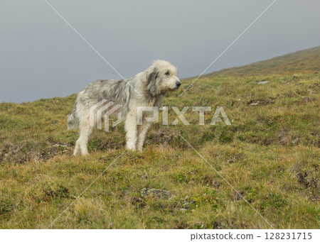 Shaggy Shepherd Dog in Mountain Landscape Shaggy Shepherd Dog in Mountain Landscape 128231715