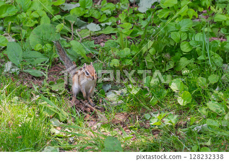 Chipmunk Chipmunk 128232338