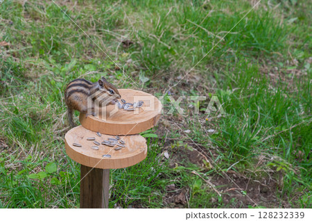 Chipmunks eat sunflower seeds 128232339