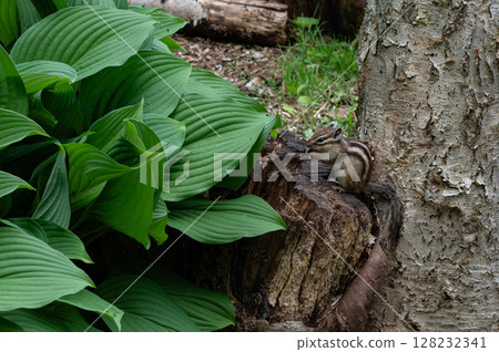 Chipmunk Chipmunk 128232341