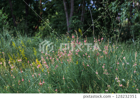 Russia, Kislovodsk - June 19, 2024: Rose garden in Kislovodsk National Park Russia, Kislovodsk - June 19, 2024: Rose garden in Kislovodsk National Park 128232351