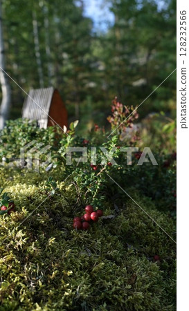 collected lingonberries in a berry basket 128232566
