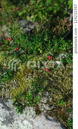 collected lingonberries in a berry basket collected lingonberries in a berry basket 128232567