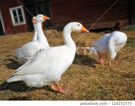 Goose in farm 128232575