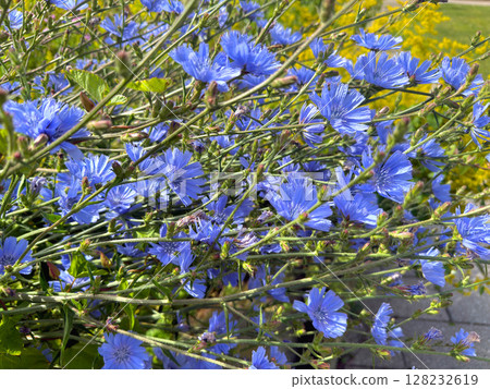 Blue natural chicory flowers. Wildflowers field 128232619