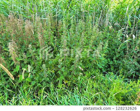 Thickets of flowering nettles. Medicinal plant Thickets of flowering nettles. Medicinal plant 128232626