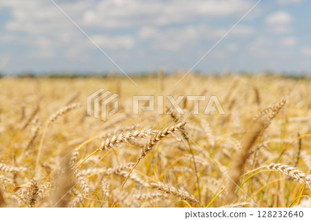 Golden rye field swaying gently under the sun Golden rye field swaying gently under the sun 128232640