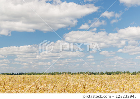 Golden rye field swaying gently under the sun 128232943