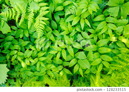 Lush green forest foliage texture seen from above 128233515