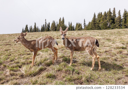 Deer grazing peacefully in Olympic National Park surrounded Deer grazing peacefully in Olympic National Park surrounded 128233534