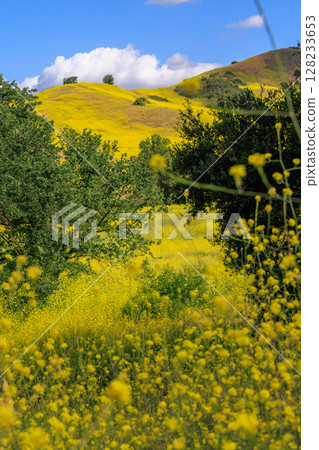 Landscape of blooming hills in California covered in vibrant wildflowers 128233653