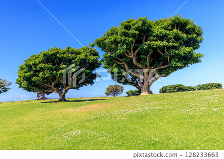 Bushy green trees on a lush meadow under a clear blue sky 128233663