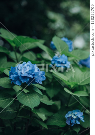 hydrangea   128233709