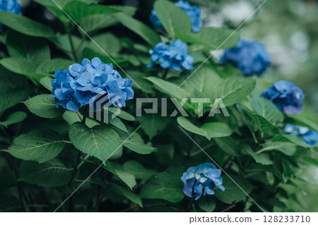 hydrangea hydrangea 128233710