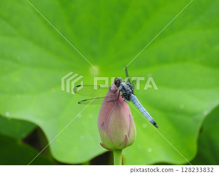 A male large dragonfly resting on a lotus bud A male large dragonfly resting on a lotus bud 128233832