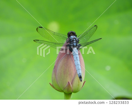 一隻雄性大蜻蜓停在蓮花蕾上 一隻雄性大蜻蜓停在蓮花蕾上 128233833