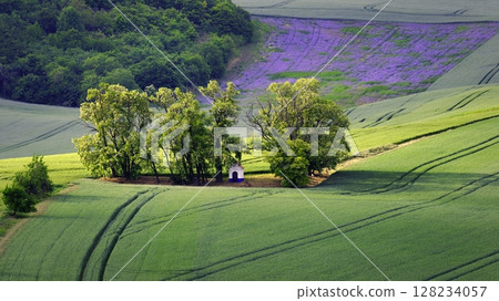 Beautiful spring landscape with field, hills and sunset. Czech Republic - South Moravia (Moravian Tuscany.) Concept for agriculture, travel, environment and nature. 128234057